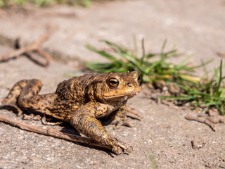 Erdkröte auf einem Weg