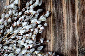 Willow branches on the wooden table Easter concept