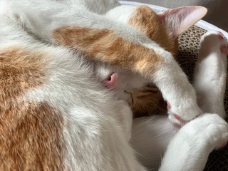 ginger cat sleep like a ball