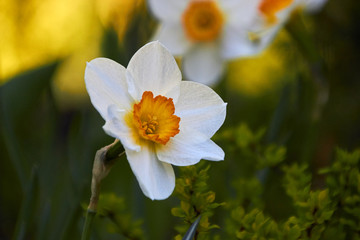 daffodils in the garden