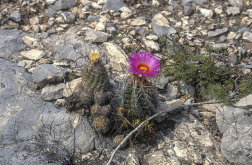 Kakteenblüten