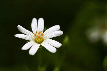 white flower