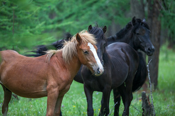 Nature, travel, recreation, river, mountains, wild animals, Russia