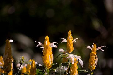 fiore della foresta amazzonica