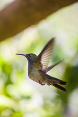Fototapeta na wymiar colibri