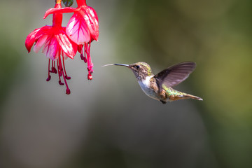 Blue hummingbird Violet Sabrewing flying next to beautiful red flower. Tinny bird fly in jungle. Wildlife in tropic Costa Rica. Two bird sucking nectar from bloom in the forest. Bird behaviour