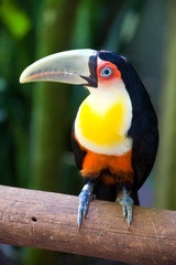 Fototapeta premium tucano