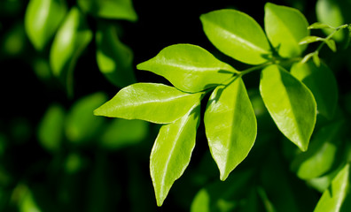 Fresh green leaves  spring nature  background