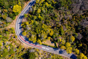 早春の晴れた日にミモザの花に囲まれたワインディングロードを100ｍの高度から空撮した風景が美しい。
