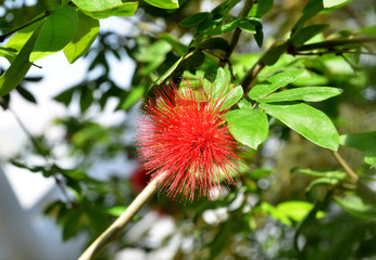 red flower on the garden