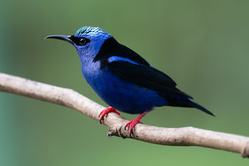 Shining Honeycreeper, Cyanerpes lucidus, exotic tropical blue bird with yellow legs from Costa Rica. Blue songbird in the nature habitat. Tanager from South America