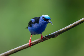 Shining Honeycreeper, Cyanerpes lucidus, exotic tropical blue bird with yellow legs from Costa Rica. Blue songbird in the nature habitat. Tanager from South America