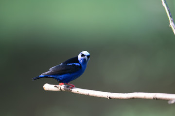 Shining Honeycreeper, Cyanerpes lucidus, exotic tropical blue bird with yellow legs from Costa Rica. Blue songbird in the nature habitat. Tanager from South America