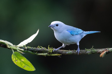 Shining Honeycreeper, Cyanerpes lucidus, exotic tropical blue bird with yellow legs from Costa Rica. Blue songbird in the nature habitat. Tanager from South America