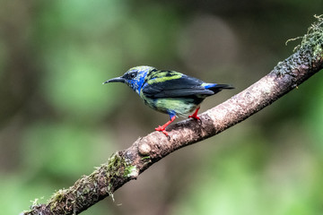Shining Honeycreeper, Cyanerpes lucidus, exotic tropical blue bird with yellow legs from Costa Rica. Blue songbird in the nature habitat. Tanager from South America