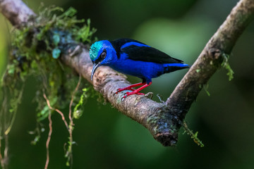 Shining Honeycreeper, Cyanerpes lucidus, exotic tropical blue bird with yellow legs from Costa Rica. Blue songbird in the nature habitat. Tanager from South America