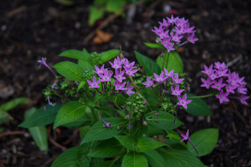 Pentas Lanceolata 'Graffiti Lavender'