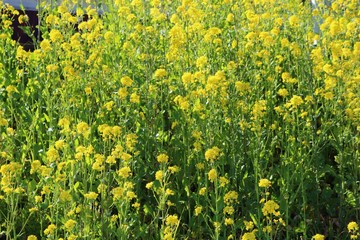 花　菜の花　渡良瀬　春　とちぎ