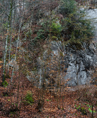 felsiger Abhang mit verschiedenen Bäumen und Laub