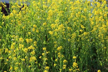 Obraz premium 花 菜の花 渡良瀬 春 とちぎ