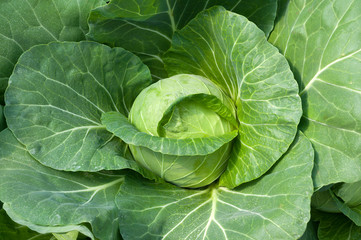 Fototapeta na wymiar Cabbage in organic farm