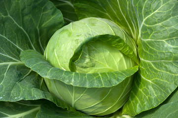 Cabbage in organic farm