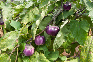 Growing organic eggplant in the dice