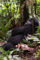 A close-up portrait of a female mountain gorilla, showing the details of her facial features, in its natural forest habitat