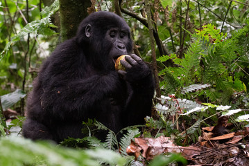 A close-up portrait of a female mountain gorilla, showing the details of her facial features, in its natural forest habitat