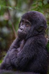 A close-up portrait of a female mountain gorilla, showing the details of her facial features, in its natural forest habitat