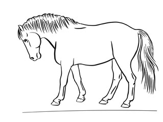 Vector sketch of a pony exterior.