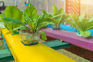 Organic hydroponic vegetable in the cultivation farm