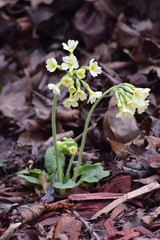 Cowslip