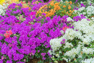 Naklejka premium Colorful bougainvillea flowers in the garden for floral background