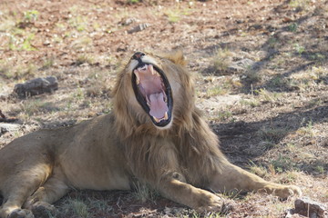 Fototapeta na wymiar african lion