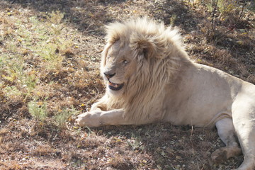 african lion