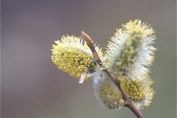 Weidenk&auml;tzchen am Bl&uuml;hen