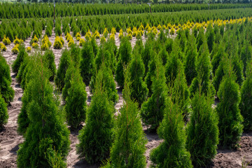 Thuja occidentalis in garden center.