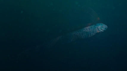 Fototapeta premium giant oarfish, beautiful Regalecus glesne so called king of herrings source of sea serpent sightings