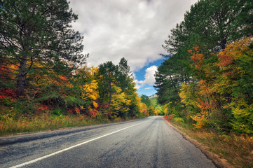 asphalt road and autumn forest.