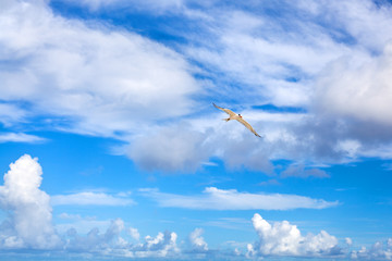 Seagull flies high in beautiful bright blue sky with white clouds background, closeup
