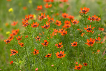 Red flowers in the meadow, summertime natural background, selective focus