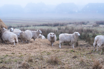 Obraz premium Sheeps in January Fog