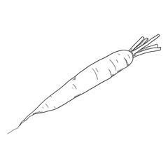 Vector Single Sketch Carrot