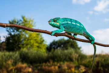 Chameleon Furcifer pardalis Ambolobe 2 years old, Madagascar endemic Panther chameleon in angry state, pure Ambilobe (Chamaeleoninae)