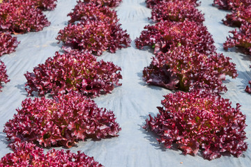 Fresh organic red leaves lettuce in the horticulture outdoor farming.