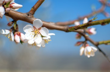 almond blossom