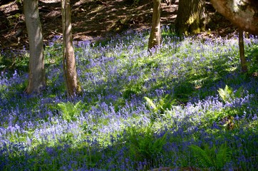 Beautiful bluebells in the woods