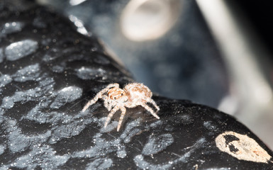 small brawn speder on black rock in city under roof