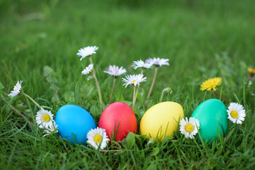 Fototapeta na wymiar Easter eggs among daisies and grass